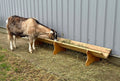 Goat Feeder